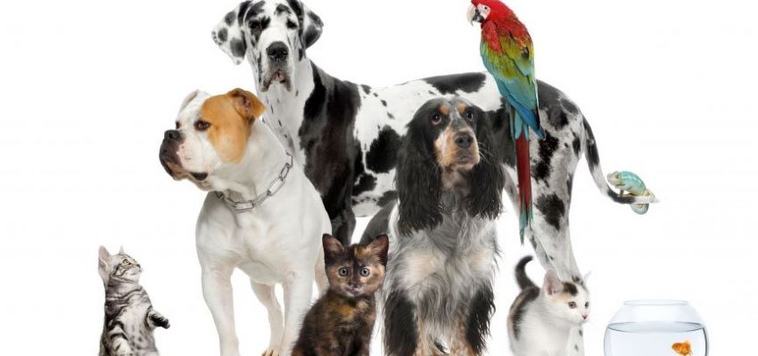 Rover Makeover Grooming